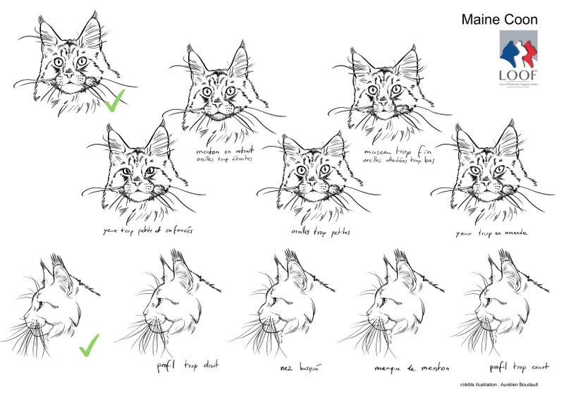 Maine Coon 2